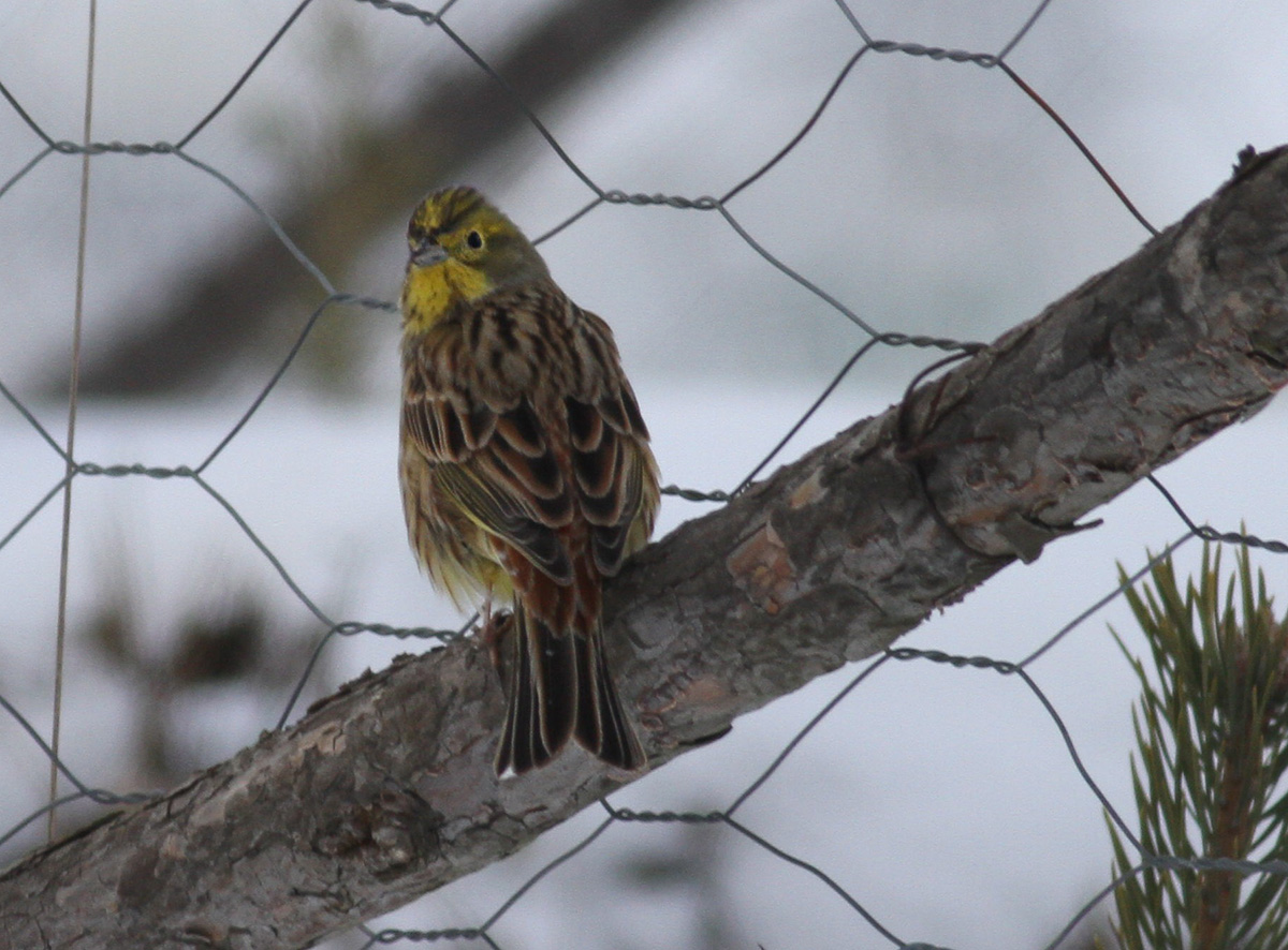 Yellowhammer